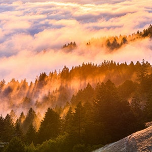 Trees in Misty Sunset Fog – Mt. Tamalpais Photography Print, Marin County Nature Wall Art for Home or Office
