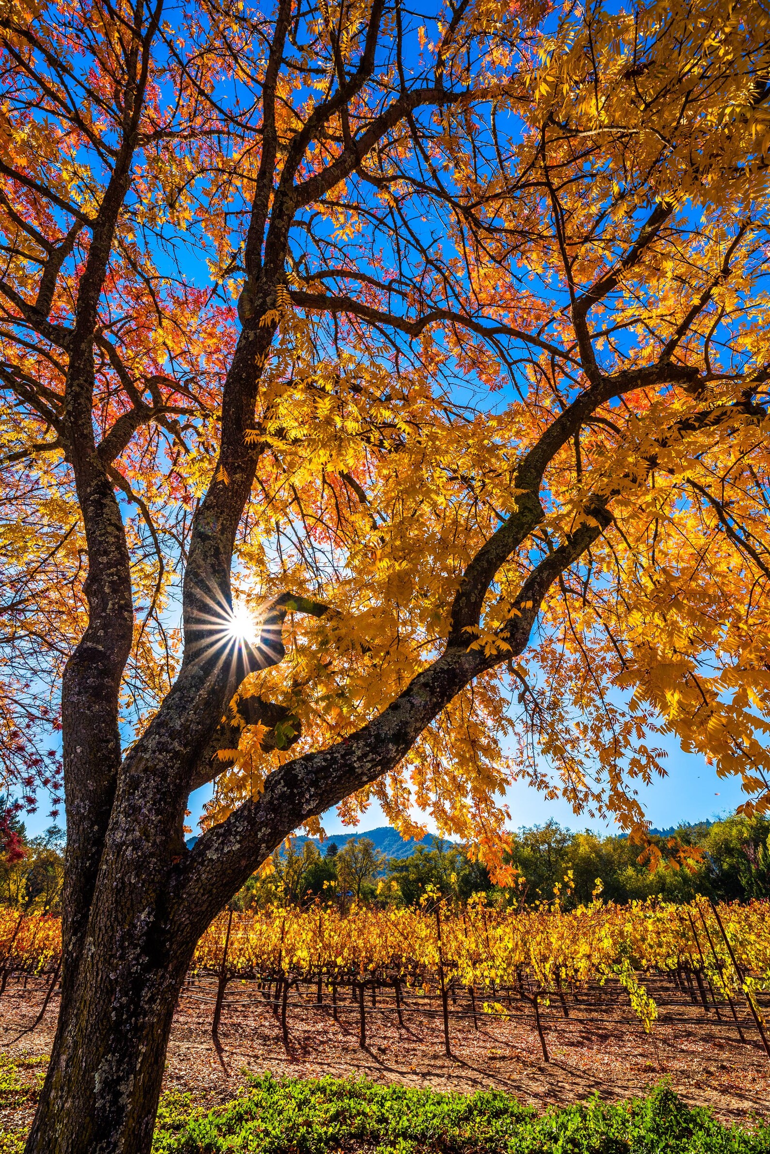 Colorful Tree Print Fall Colors Wall Art Napa Valley Photo Etsy