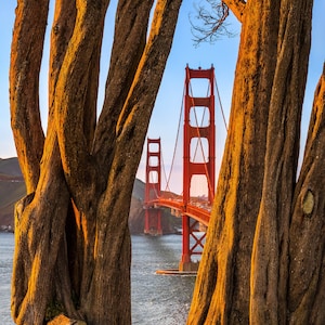 Golden Gate Bridge Photo and Cypress Tree at Golden Hour | Fine Art Photographic Print | Wall Decor | San Francisco Landscape Photography