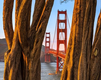 Golden Gate Bridge Photo and Cypress Tree at Golden Hour | Fine Art Photographic Print | Wall Decor | San Francisco Landscape Photography