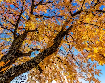 Fall Foliage Wall Art, Autumn Leaves Print, Colorful Tree Photo