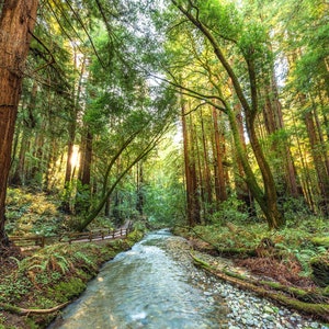 Muir Woods And Fern Creek Photo, Redwood Trees Print, Beautiful Nature Wall Decor, Green Forest Landscape Photograph