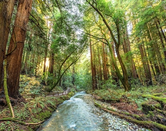 Muir Woods And Fern Creek Photo, Redwood Trees Print, Beautiful Nature Wall Decor, Green Forest Landscape Photograph