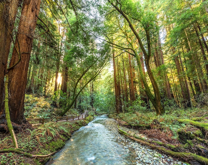 Muir Woods And Fern Creek Photo, Redwood Trees Print, Beautiful Nature Wall Decor, Green Forest Landscape Photograph