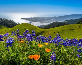 Mount Tam Wildflowers Print, California Poppy Wall Art, Bolinas Ridge View on Mt. Tamalpais, Lupine Flowers Photo