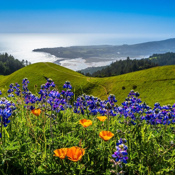 Mount Tam Wildflowers Print, California Poppy Wall Art, Bolinas Ridge View on Mt. Tamalpais, Lupine Flowers Photo