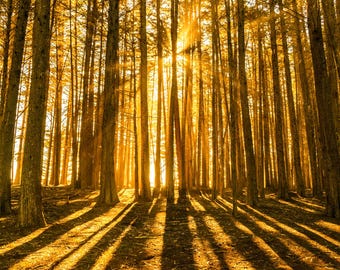 Cypress Trees Print, Rustic Tree Wall Art and Woodland Decor, Golden Hour Forest Photography