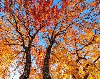 Tree Wall Decor, Colorful Tree Art, Chinese Pistache Fall Colors, Beautiful Fall Foliage Photography