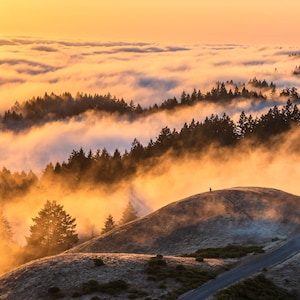 Mt. Tam Bolinas Ridge Photo Golden Hour Fog Flowing Through Majestic Trees California Landscape Photography