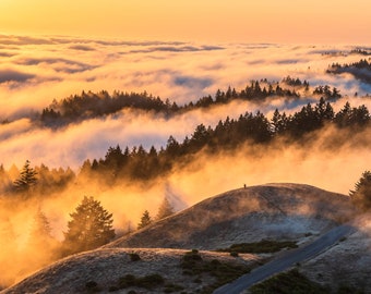 Mt. Tam Bolinas Ridge Photo Golden Hour Fog Flowing Through Majestic Trees California Landscape Photography