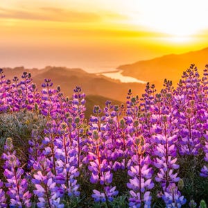 Lupinvildblommor solnedgångstryck, Kaliforniens kustfotografi, kustvildblomskonst, solnedgångslandskap väggdekor bild 1
