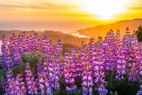 Lupine Wildflowers Sunset Print, California Coast Photography, Coastal Wildflower Art, Sunset Landscape Wall Decor
