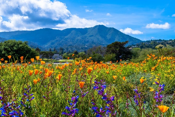 Mount Tamalpais Wildflower Art Print, California Poppy Photo, Marin County Wall Decor, Spring Floral Landscape