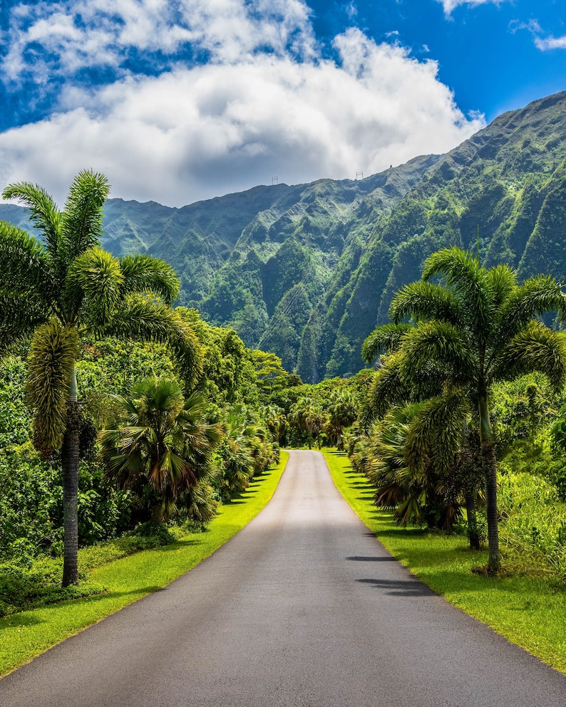 May include: A paved road winds through a lush green tropical forest, leading towards a mountain range in the distance. The sky is blue with white clouds.