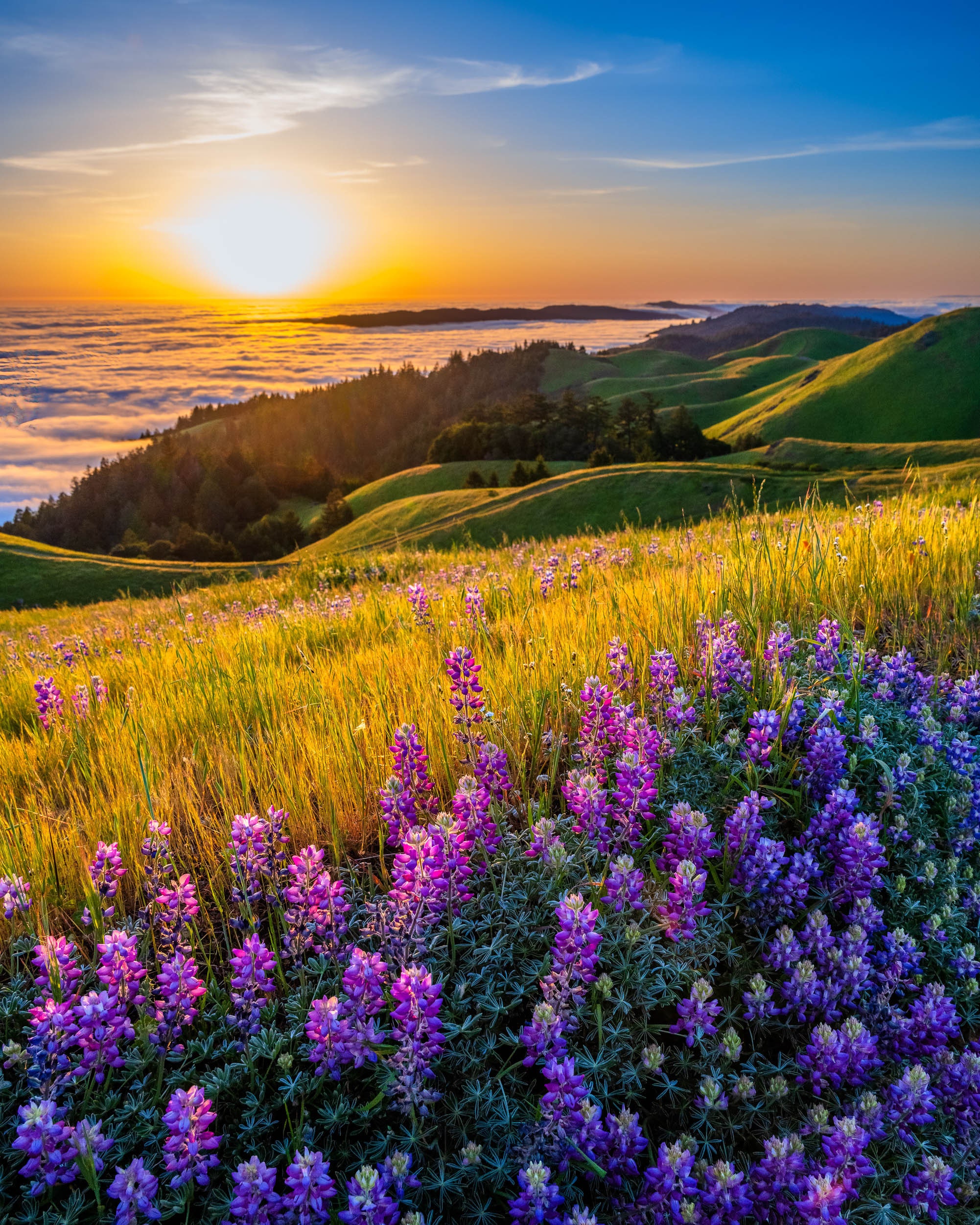landscape　EMOTIONS　ロスト・サマー　他　セット　HANA　うさ Mount Tamalpais Lupine Sunset, California Wildflower Landscape