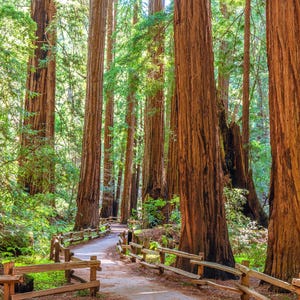 Muir Woods Redwood Forest Druck, Naturfotografie Wandkunst, Redwoods Spur Foto, rustikale Dekoration, Geschenk für Wanderer, kalifornische Landschaftskunst