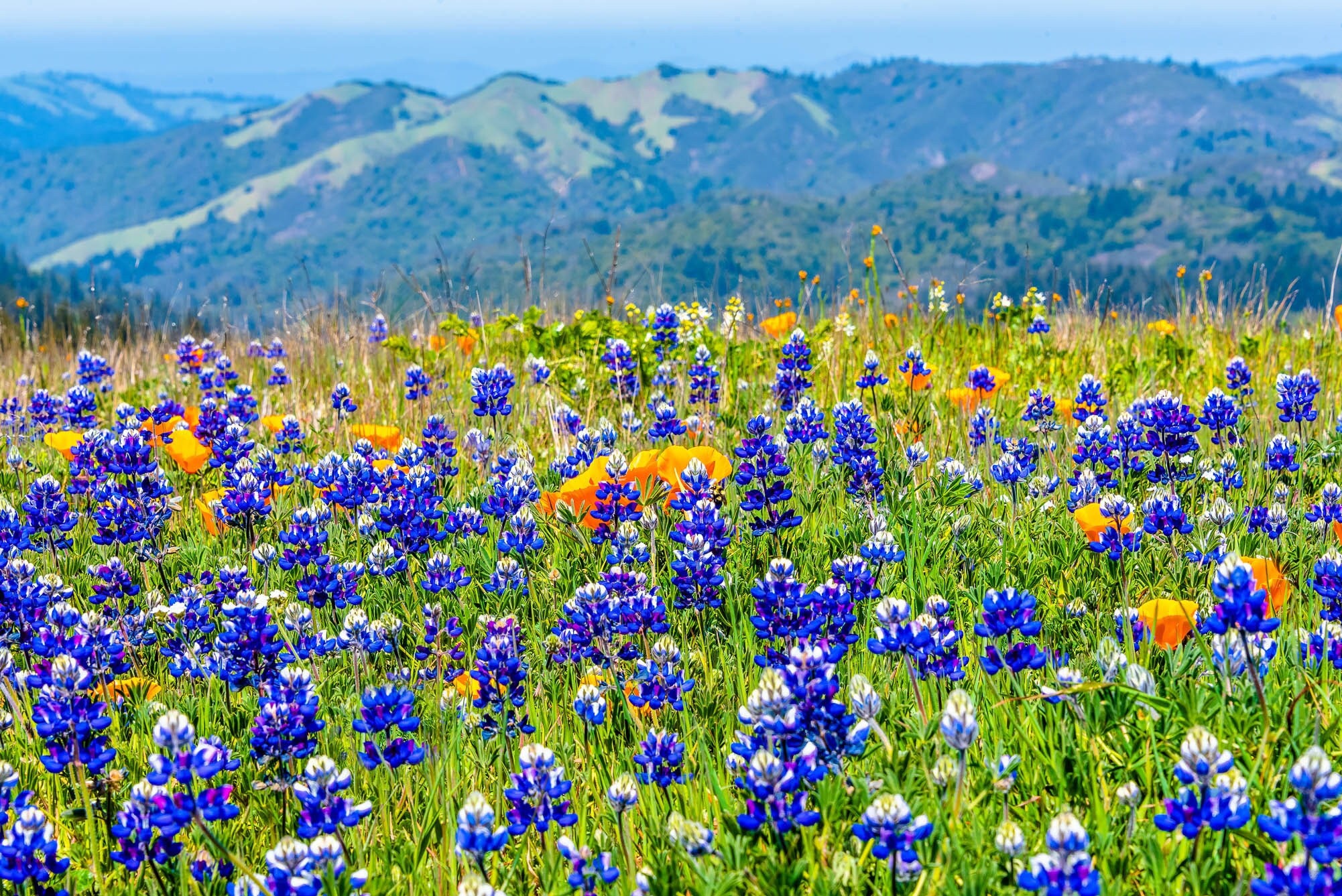 California Poppy & Lupine Wall Art, Mt Tam Wildflower Photo