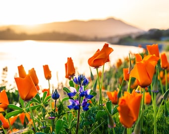 Kalifornischer Mohn auf Tiburon Küstenlinie Druck, Goldene Mohnwandkunst, San Francisco Bay Bereich Landschaftsfotografie, Küstennatur Wandkunst
