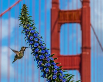 Kolibri und Golden Gate Bridge Foto, Frühling Wildblumen Druck, Geschenk für Vogelliebhaber, Frühling Wand Dekor, Naturfotografie