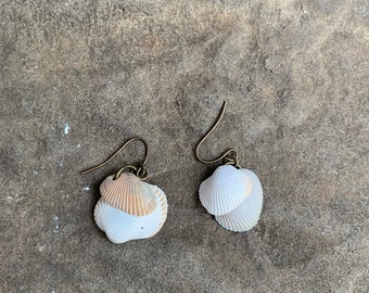 Cockle shell earrings