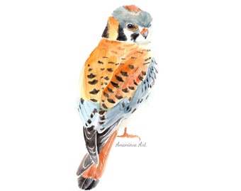 American Kestrel PNG Digital Download, Falcon Bird, Kestrel PNG Digital File, Bird Illustration, Watercolor Illustration Bird of Prey