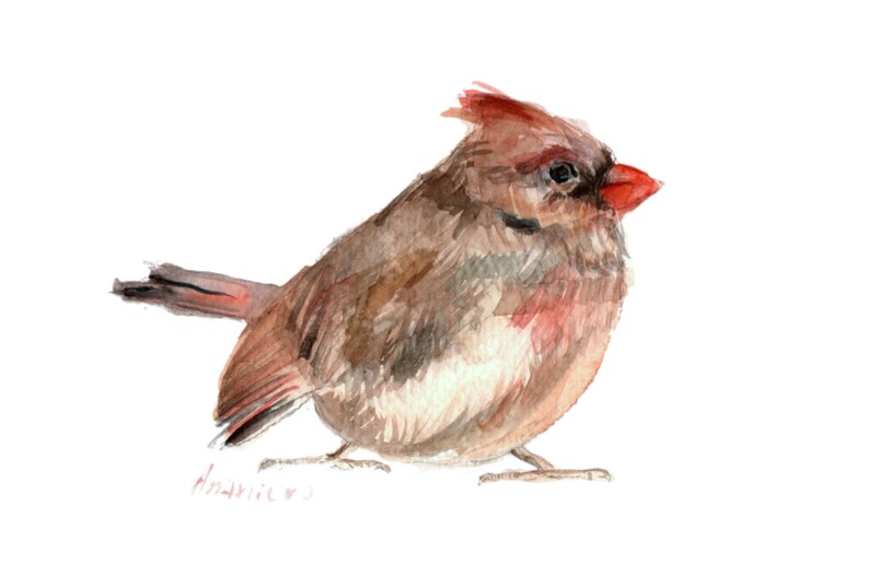 Female Cardinal Print, Watercolor Cardinal Art, Cardinal Print, Female Bird, Bird Illustration, Bird Painting, Backyard Bird Art, Bird Gift image 1