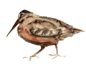 Waldschnepfe Druck, Aquarell Waldschnepfe, Waldschnepfe, Waldschnepfe, Vogel, Wandkunst