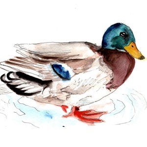 Mallard Print, Watercolor Mallard Art, Cardinal Print, Duck Watercolor, Duck Illustration, Bird Painting, Male Mallard Wall Art image 1