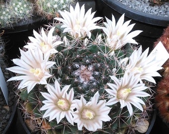 Mammilaria Heyderi no. 75a