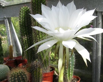 echinopsis subdenudata no. 26