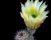 Echinocereus Dasyacanthus nr 62a