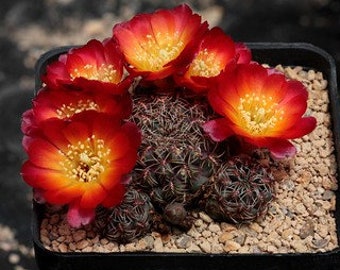 Sulcorebutia Canigueralli No. 2