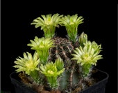 Echinocereus Viridiflorus nr 76a