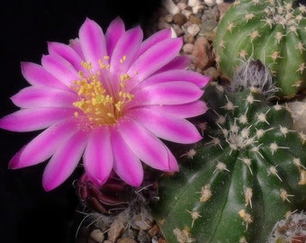 Echinocereus Pulchellus aguirrei no. 5