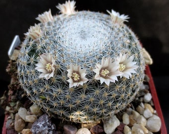 Mammilaria Microthele nr 137a