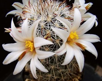 Mammillaria Hutchisoniana no. 102a