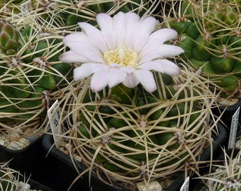 Gymnocalycium Monvillei v steineri nr 9