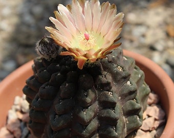 Neoporteria Occulta no. 75