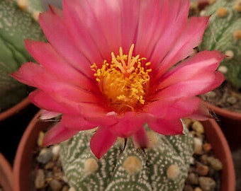 Astrophytum asterias red flower nr 105