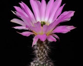 Echinocereus Fobeanus nr 70a