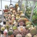 Cactusseedshop store logo