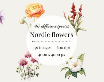 Nordic Flowers Clipart Bundle, Botanical Art (Digital Download)
