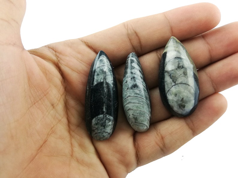 3 Pcs Natural Orthoceras Fossil Gemstone I Genuine Orthoceras Cabochon Gemstone I 43x16mm Crystal Therapy Gemstone I Orthoceras Pendant