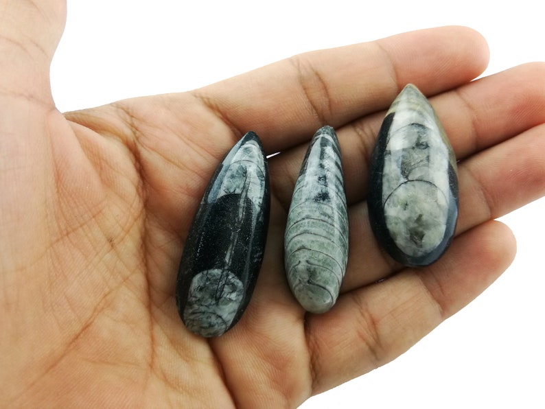 3 Pcs Natural Orthoceras Fossil Gemstone I Genuine Orthoceras Cabochon Gemstone I 43x16mm Crystal Therapy Gemstone I Orthoceras Pendant