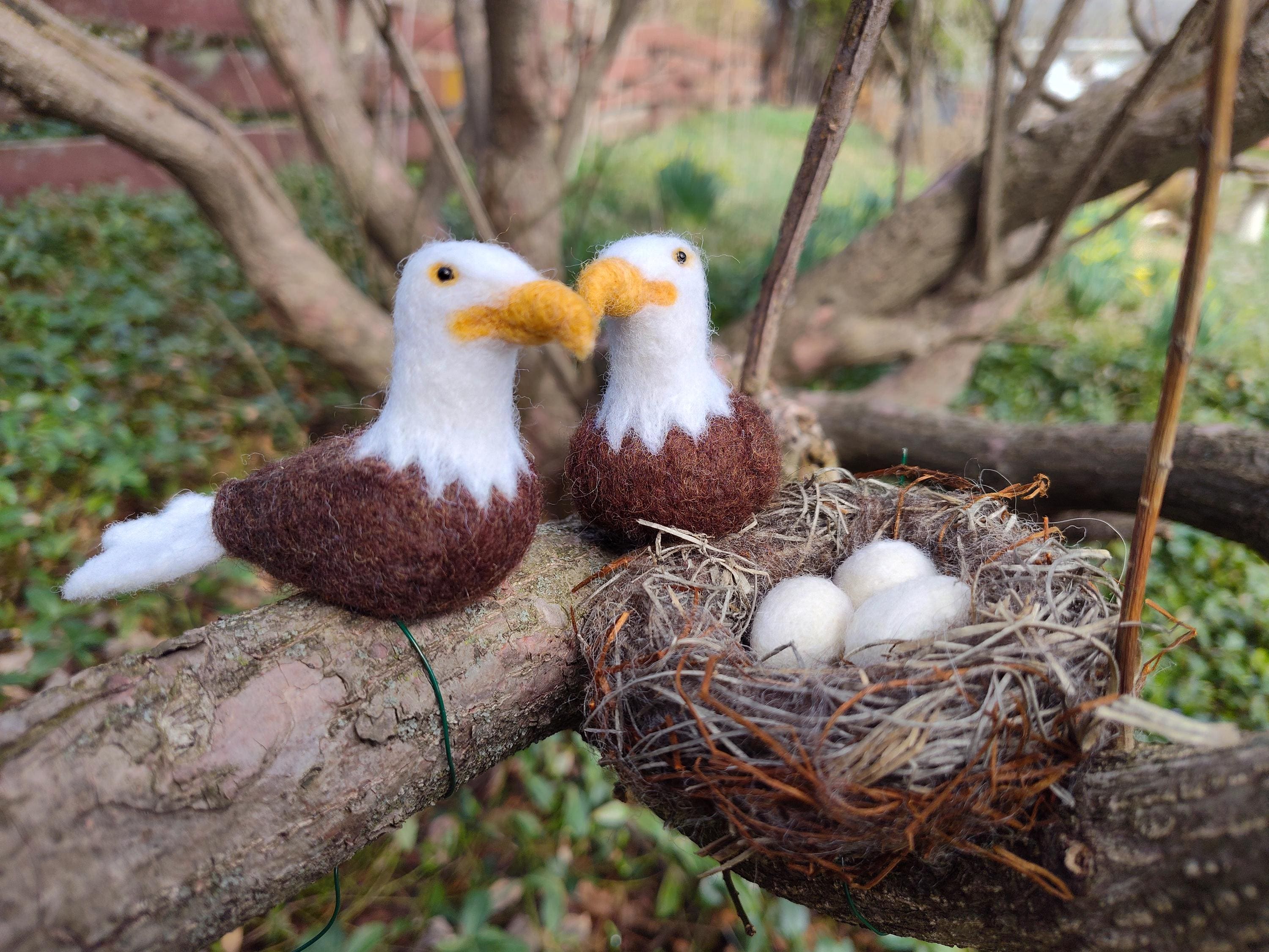 Eaglets Friends Of Big Bear Valley Eagle Cam Buy Eagle Eggs Online