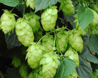 Live Hops Plants (Humulus lupulus) 3.5" Potted Plants