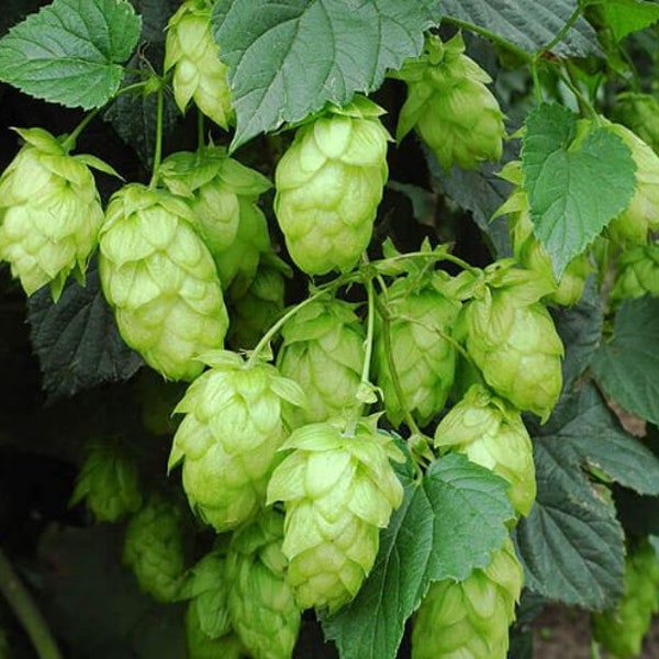 Live Hops Plants (Humulus lupulus) 3.5" Potted Plants