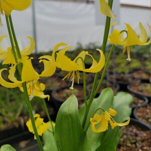 Live Erythronium californicum &#39;Pagoda&#39; / Trout Lily