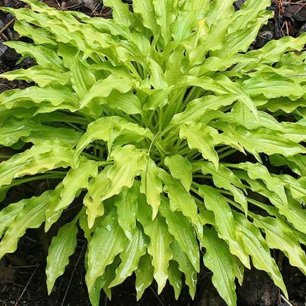 Party Streamer Hosta Etsy