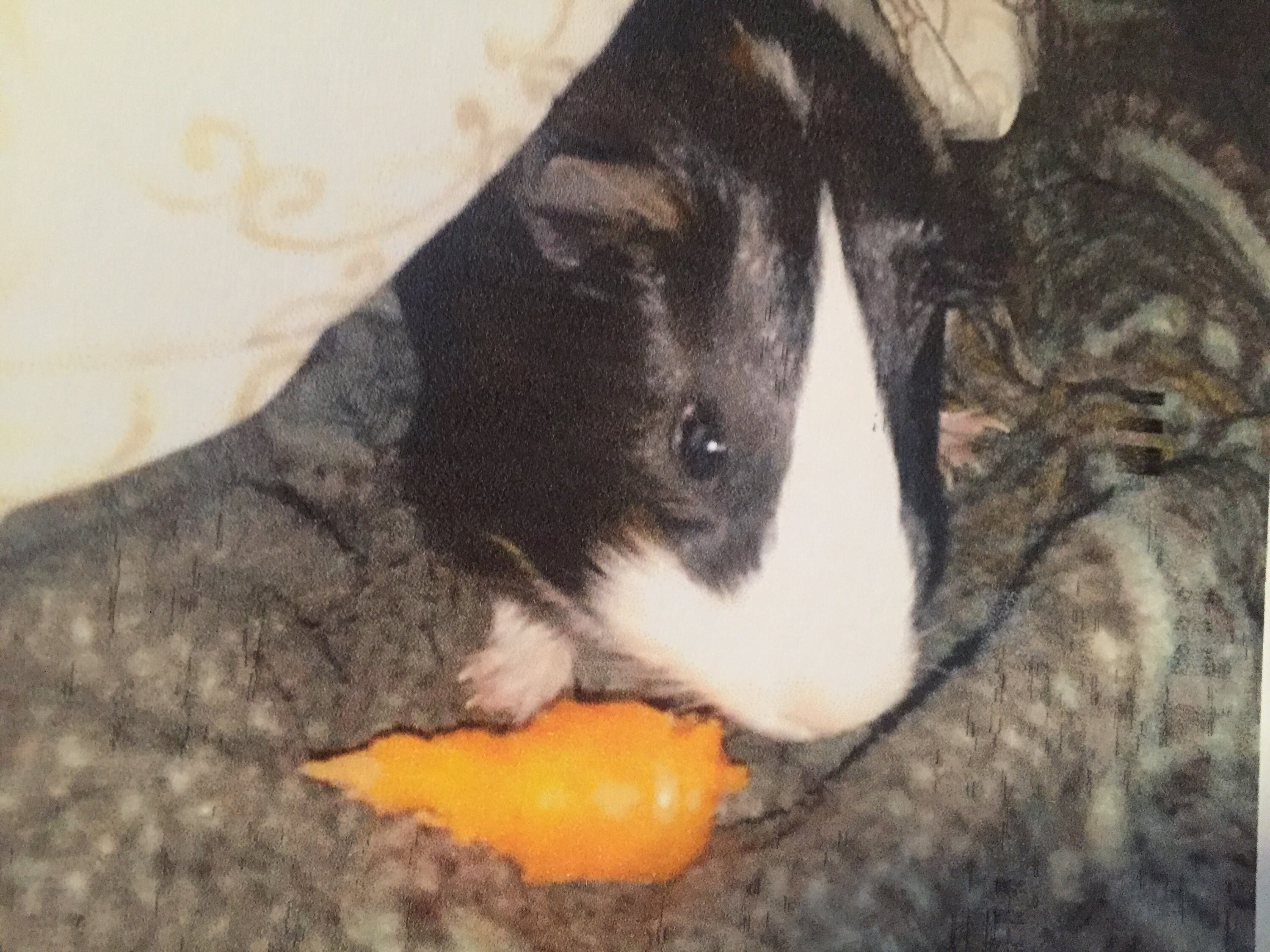 Guinea pig sack pouch snuggle guinea pouch snuggle guinea Etsy